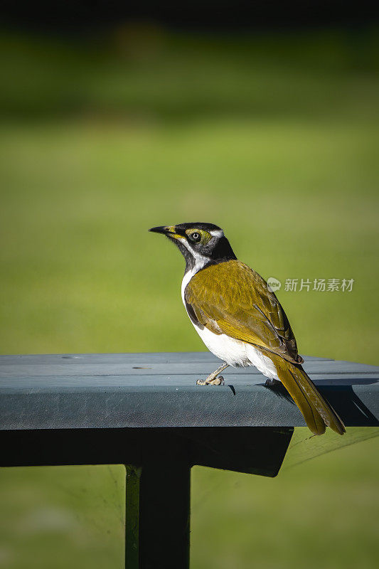 蓝面蜜雀(Entomyzon cyanotis)